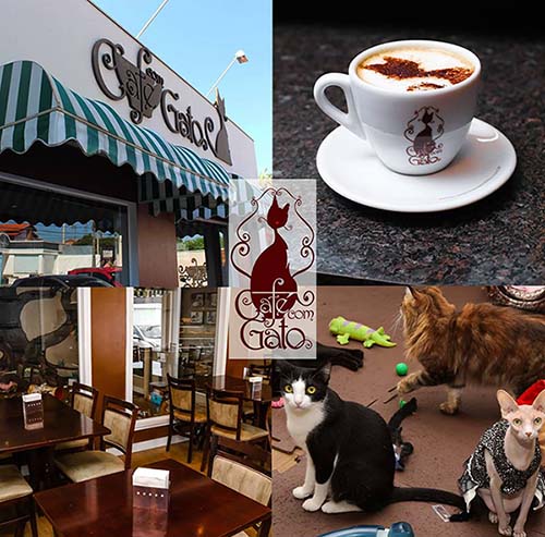 modelo de cafeteria café com gato